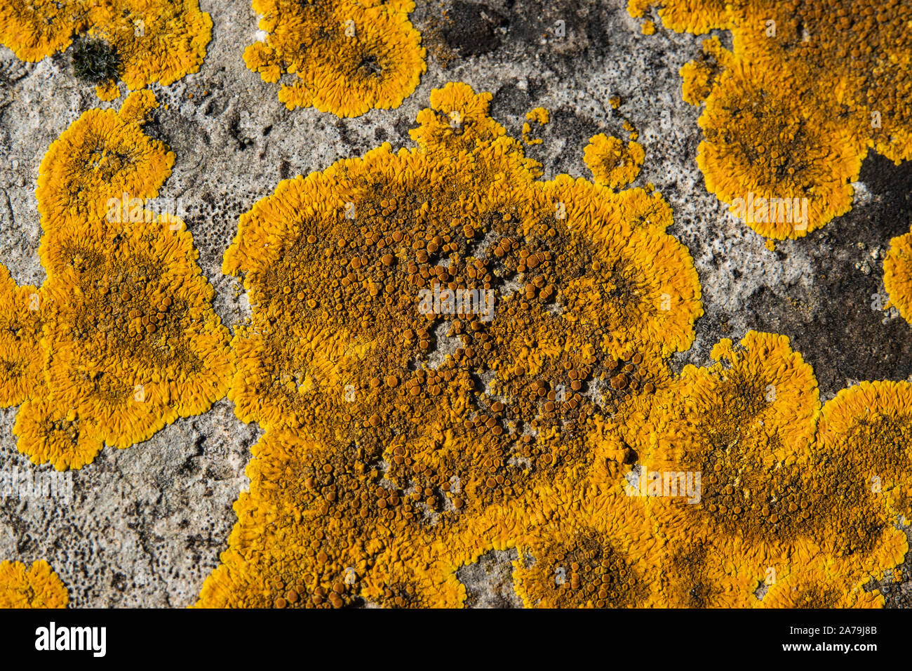 Sunburst marittima Lichen su roccia in inverno Foto Stock