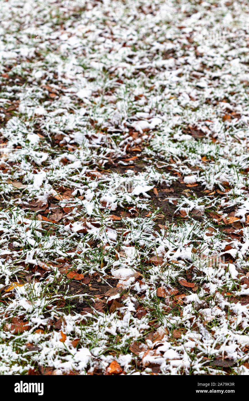 Prato umido con caduta foglie coperte dalla prima neve sui giorni di autunno Foto Stock