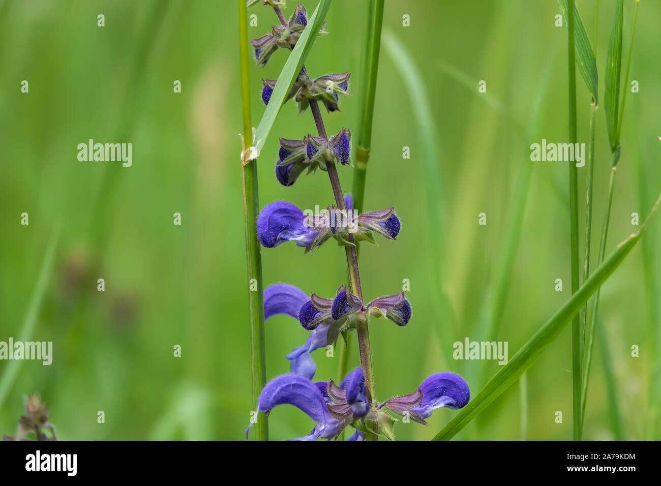 Prato di fiori di Salvia in fiore in primavera Foto Stock