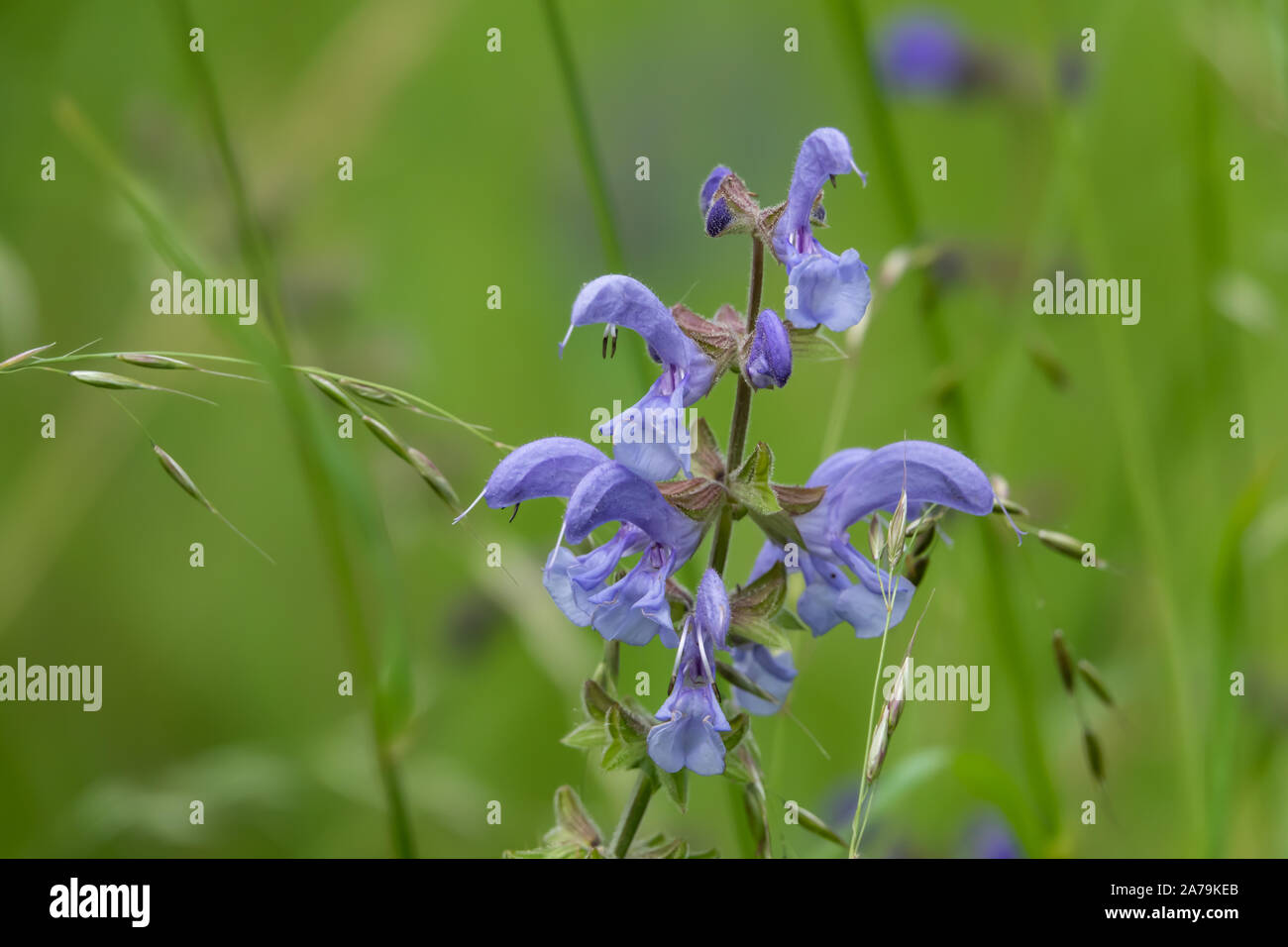 Prato di fiori di Salvia in fiore in primavera Foto Stock
