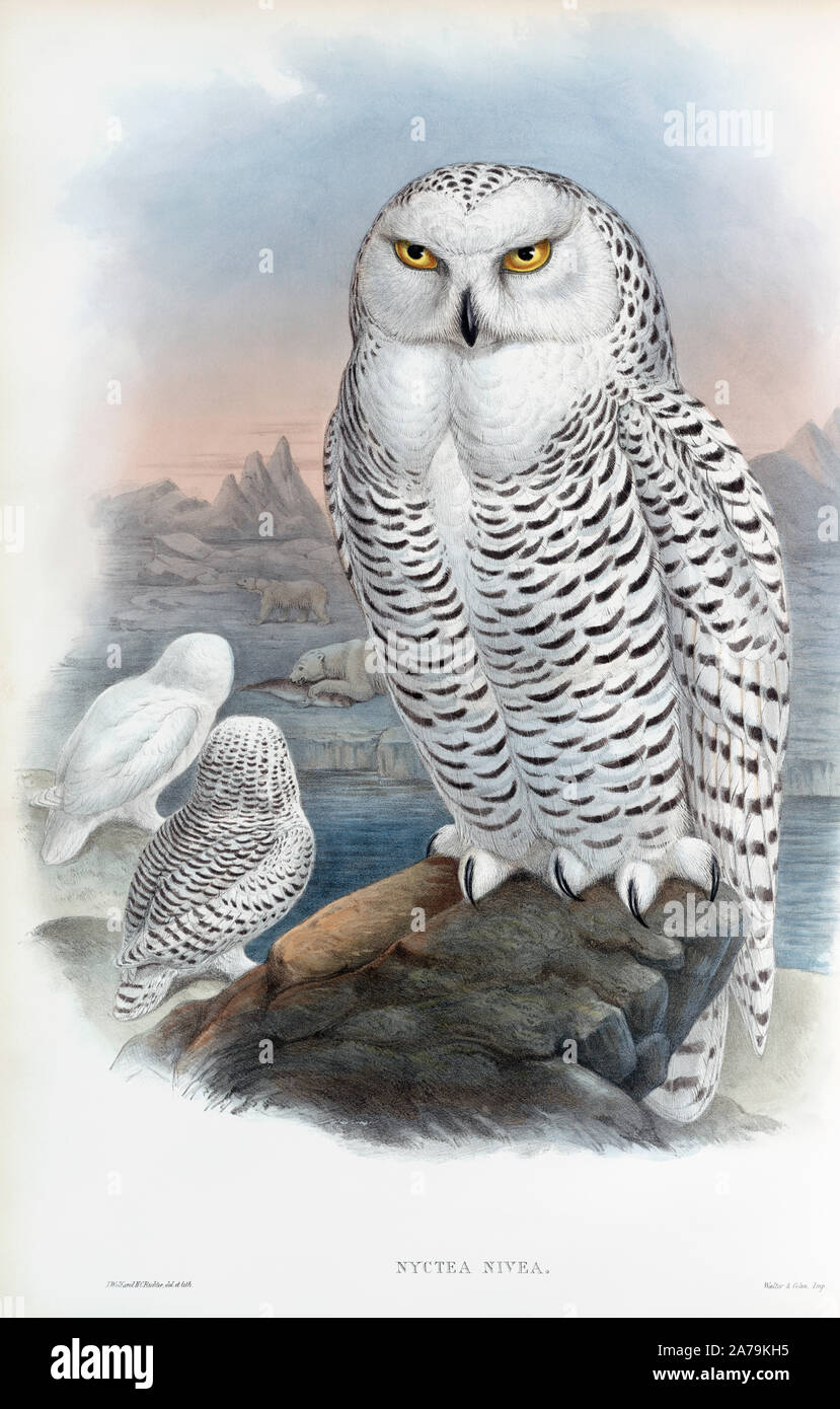 Civetta delle nevi. Nyctea Nivea. Ora noto come Bubo scandiacus. Dopo un lavoro di inglese ornitholgist e bird artista John Gould, 1804 - 1881. Dal suo libro Gli uccelli di Gran Bretagna, pubblicato 1873. Foto Stock
