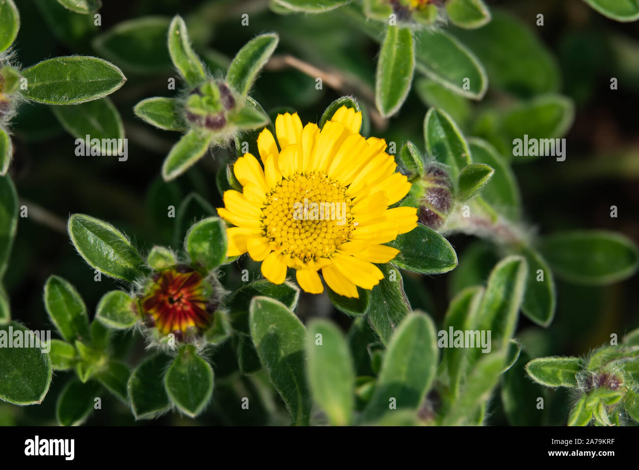 Mediterraneo beach Daisy fiori in fiore in primavera Foto Stock