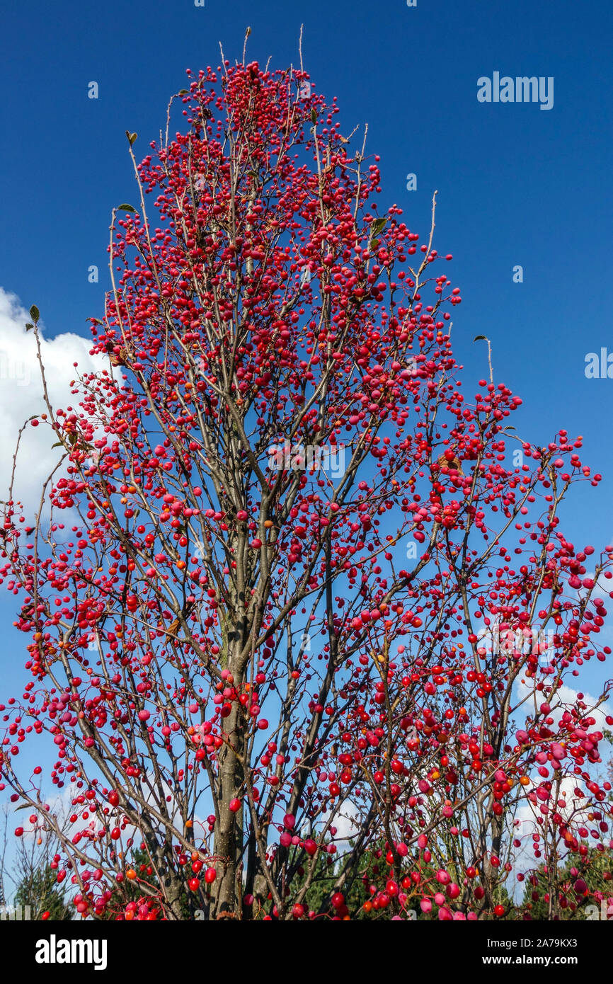 Montagna Frassino Sorbus alnifolia 'uccello Rosso' Foto Stock