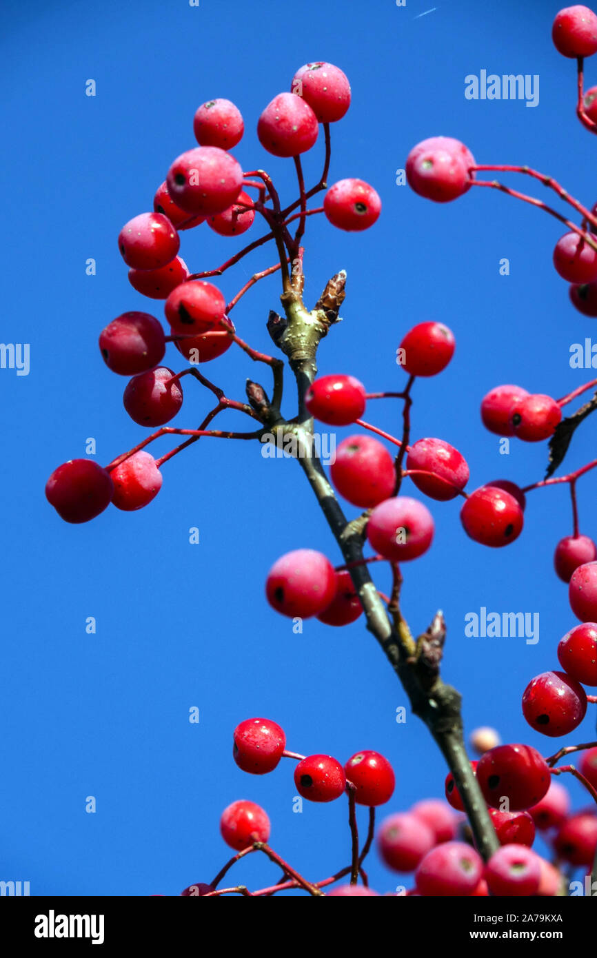 Il Sorbo Sorbus alnifolia "Uccello Rosso" Foto Stock