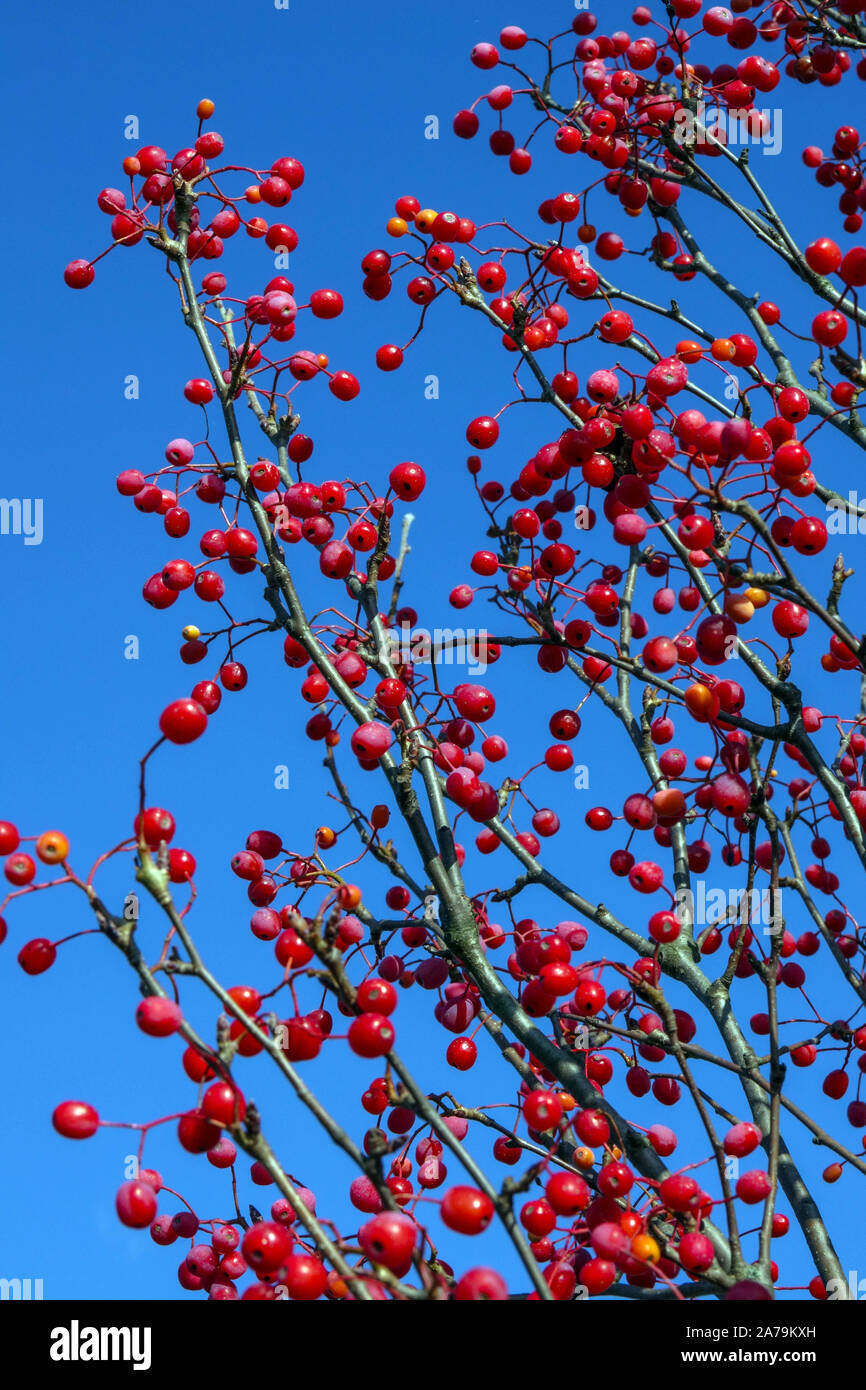 Montagna Ash albero Sorbus alnifolia 'Red Bird' bacche rosse blu su rami frutta Foto Stock