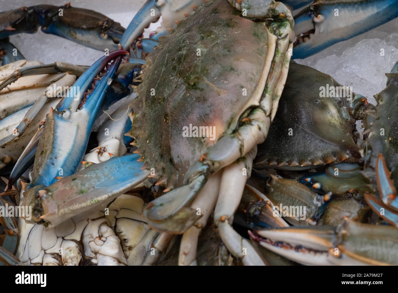 Blue tempo artigliato granchi freschi per la vendita in un palo su uno stallo presso il Mercato del Pesce di Venezia. Foto Stock