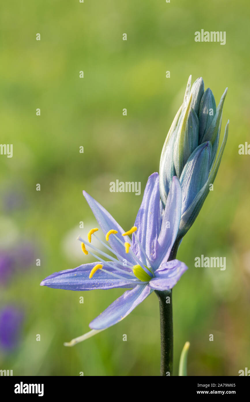 Camas, Wallowa - Whitman National Forest, Oregon. Foto Stock
