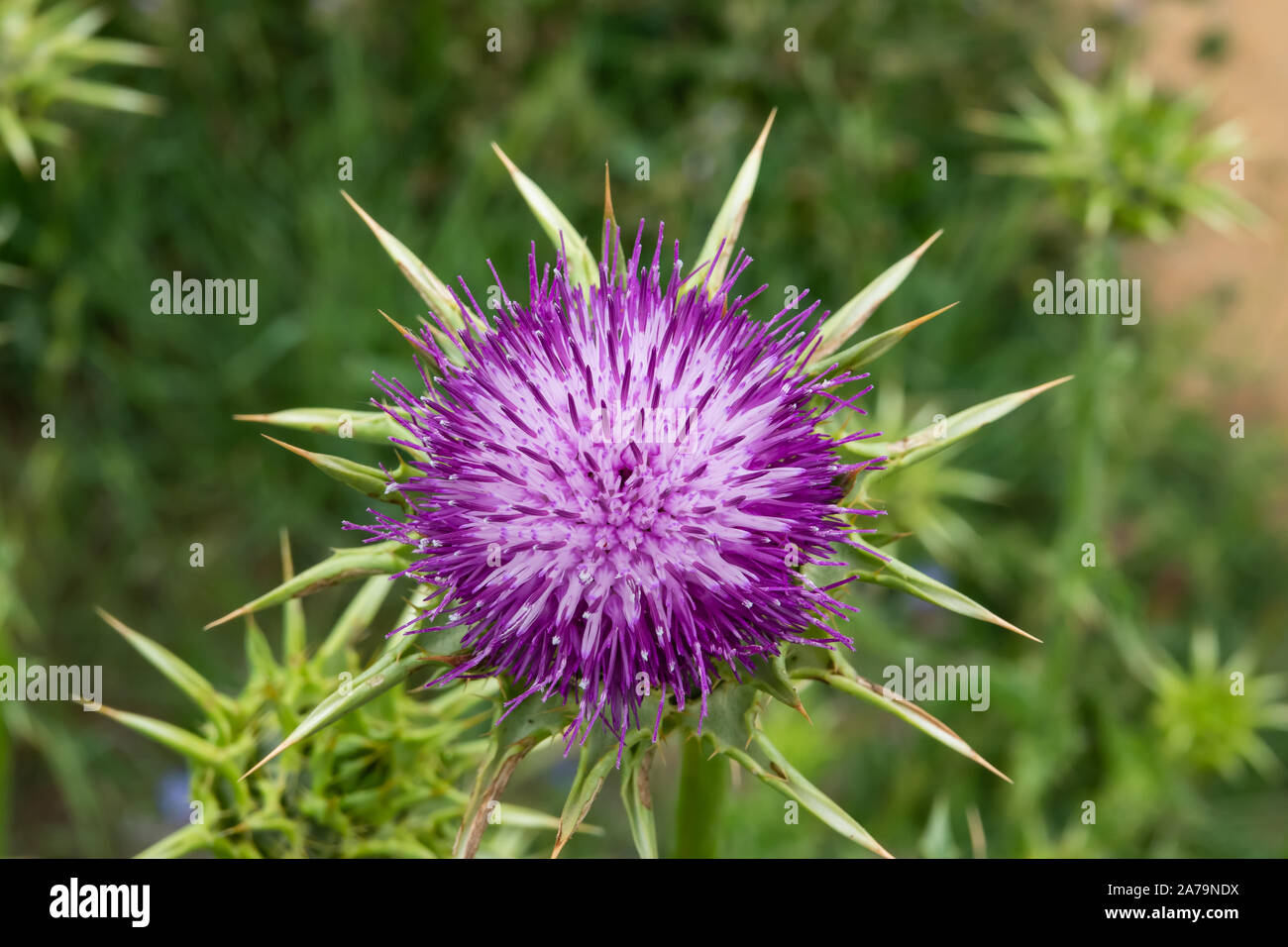 Cardo testa di fiori in primavera Foto Stock