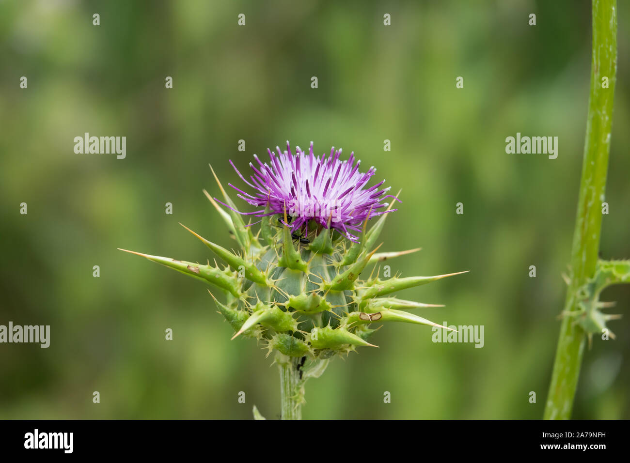 Cardo testa di fiori in primavera Foto Stock