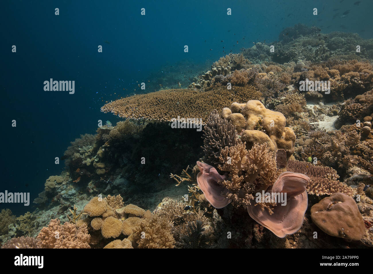 Fantastico mondo sottomarino di Maratua Island in East Kalimantan, il mare Sulwaesi. Foto Stock