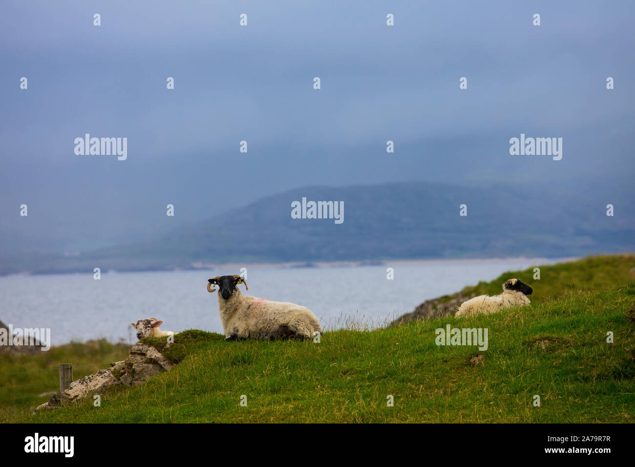 Pecore in Irlanda Foto Stock