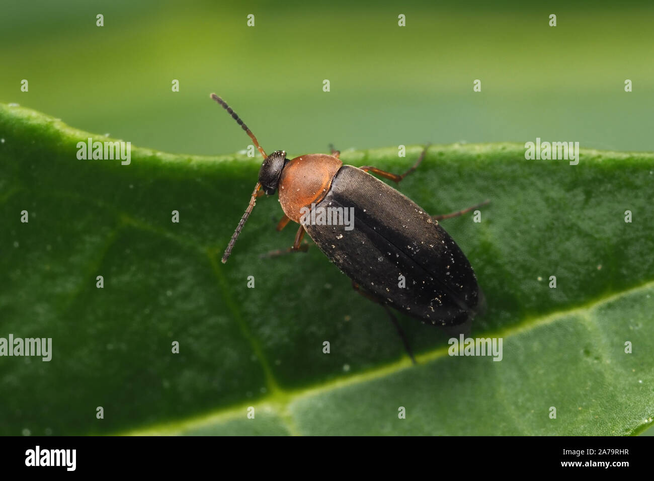 Falso flower beetle nella famiglia Scraptiidae poggiante sulla foglia di quercia. Tipperary, Irlanda Foto Stock