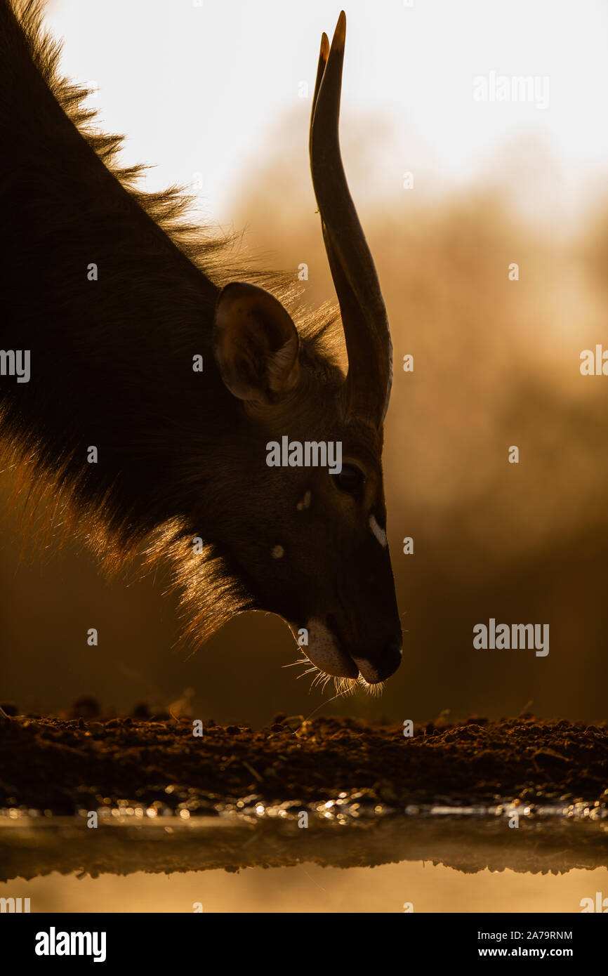 Nyala Bull (Tragelaphus angasii) bere, Karongwe Game Reserve, Limpopo, Sud Africa Foto Stock