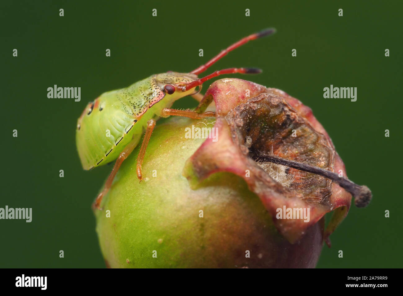 Biancospino Shieldbug nymph (Acanthosoma haemorrhoidale) seduto su hawthorn berry. Tipperary, Irlanda Foto Stock