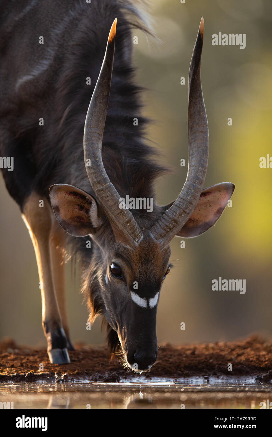 Nyala Bull (Tragelaphus angasii) bere, Karongwe Game Reserve, Limpopo, Sud Africa Foto Stock