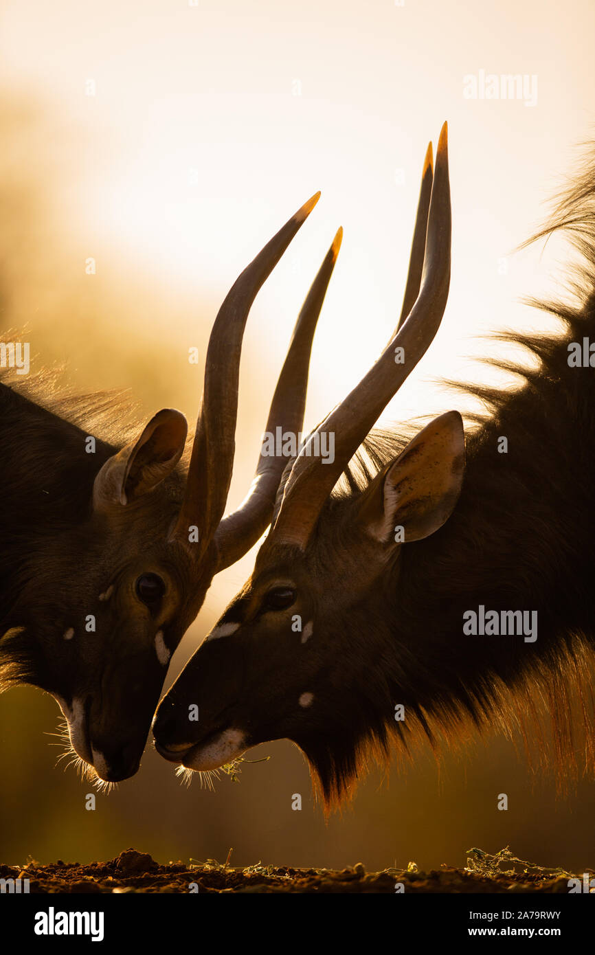 Nyala tori (Tragelaphus angasii) il dimensionamento di ogni altro, Karongwe Game Reserve, Limpopo, Sud Africa Foto Stock