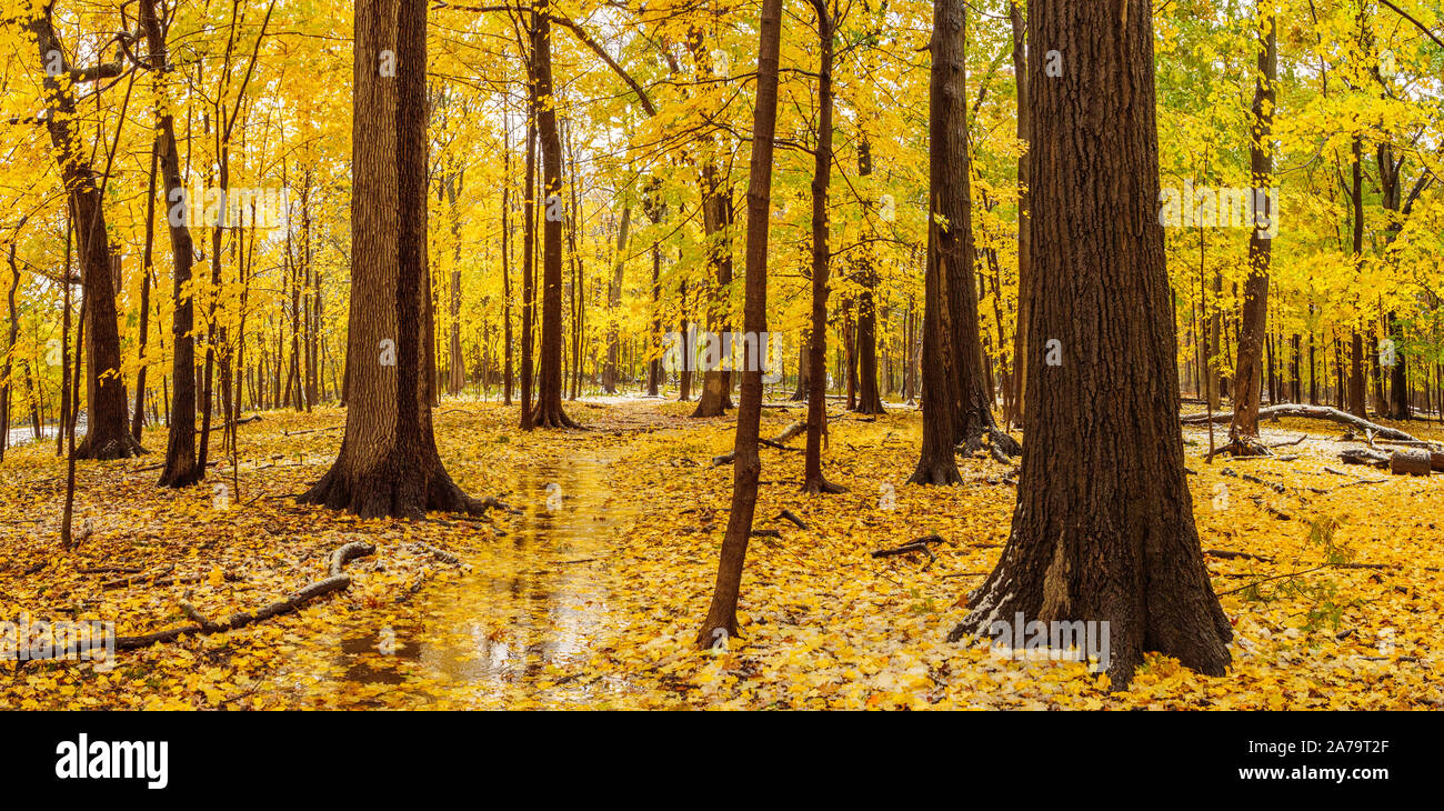 Un ottobre la neve si scioglie rapidamente in Thatcher boschi vicino al fiume foresta, Illinois. Panorama. Foto Stock