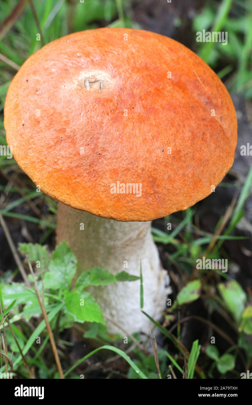 Leccinum aurantiacum, noto come bolete arancione o rosso-capped scaber levetta, selvatici funghi commestibili dalla Finlandia Foto Stock