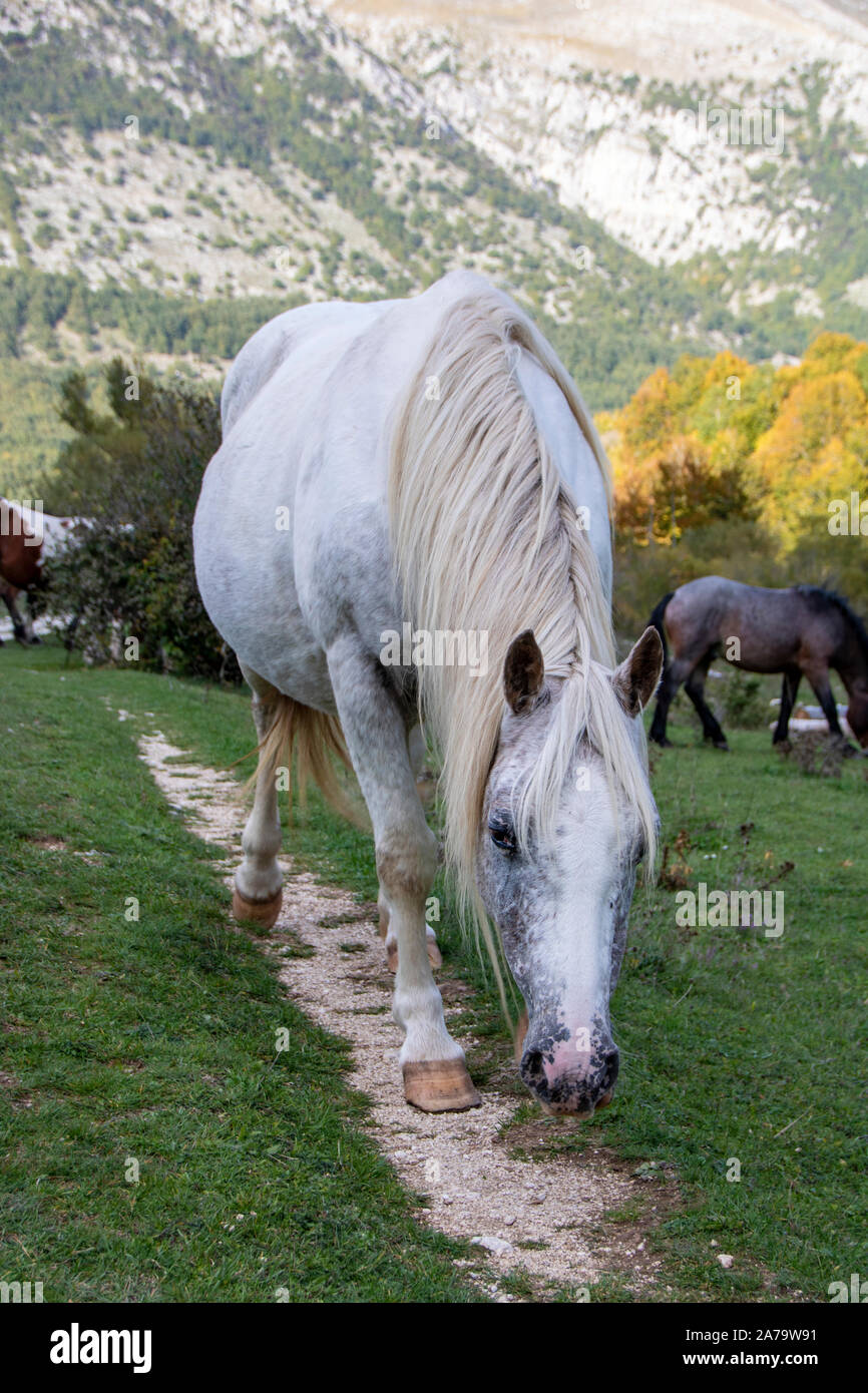 Cavalli selvaggi nel parco nazionale d'Abruzzo Foto stock - Alamy