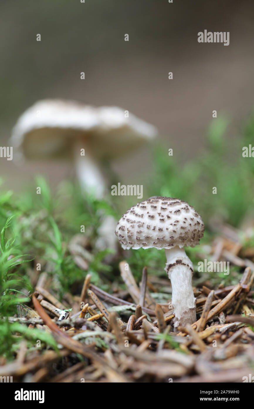 Lepiota felina, noto come il gatto dapperling di funghi selvatici dalla Finlandia Foto Stock