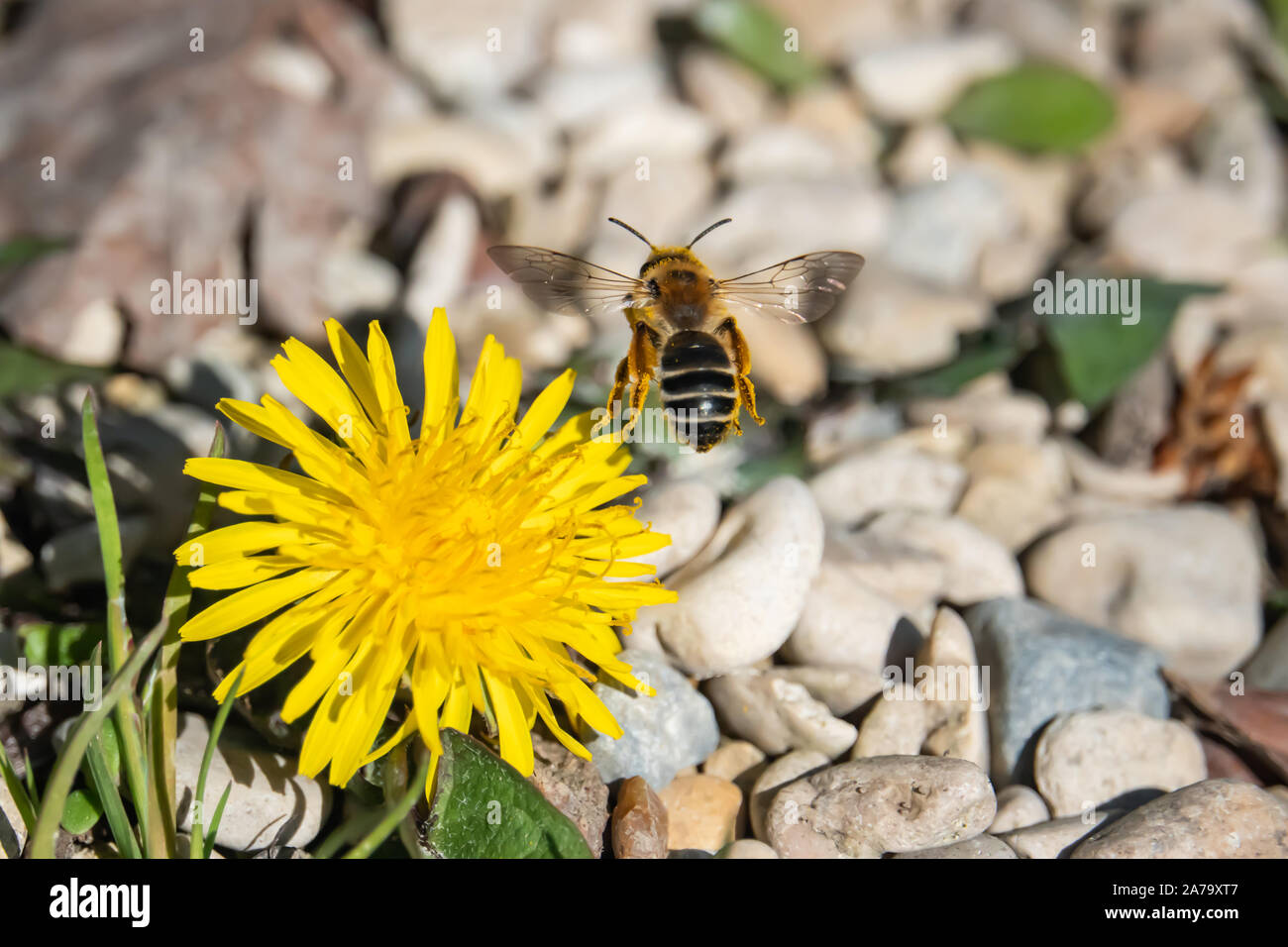 Mining Bee volare da fiore di tarassaco in primavera Foto Stock