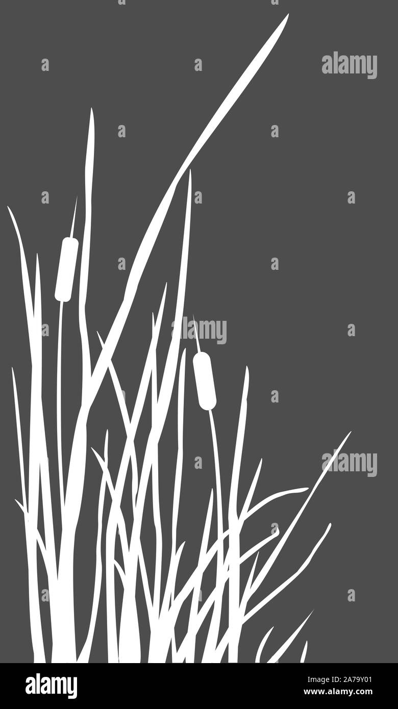 Boccola di canna di palude sulle sponde di un lago. illustrazione vettoriale Illustrazione Vettoriale