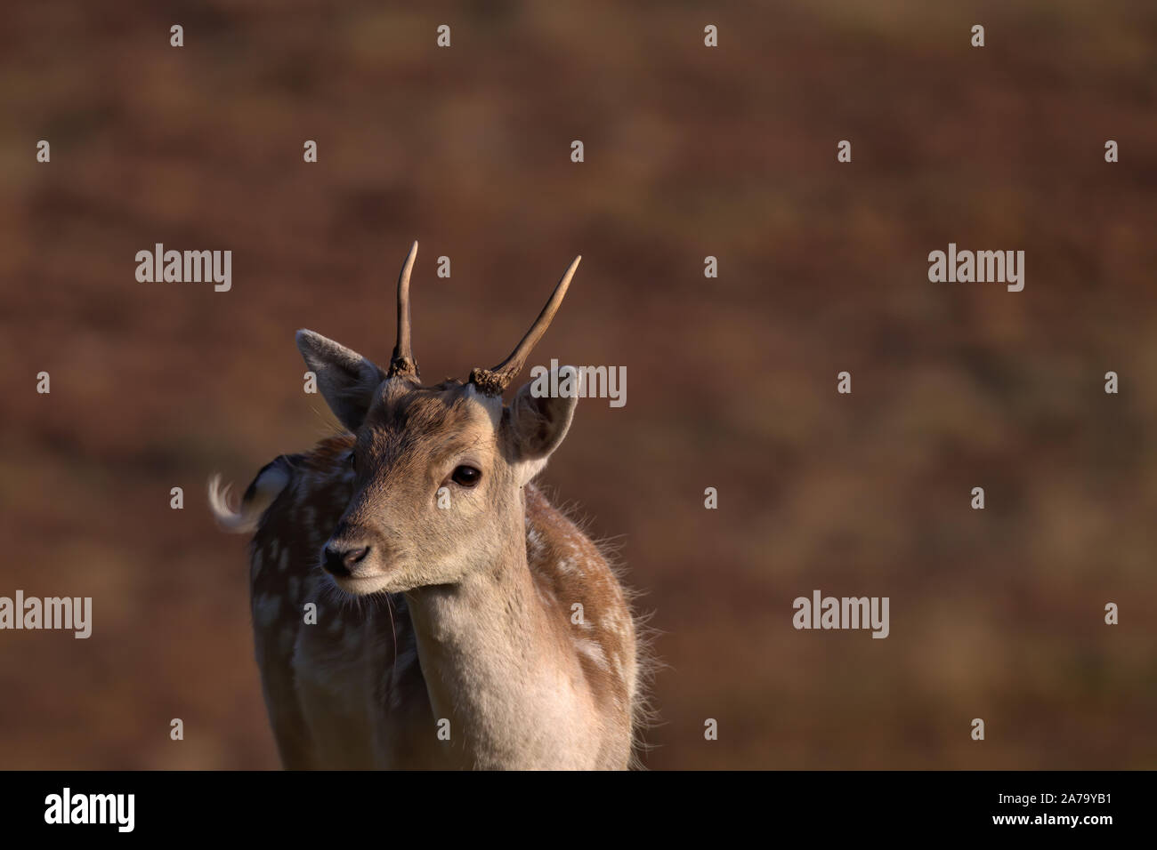 Giovane daino buck Foto Stock