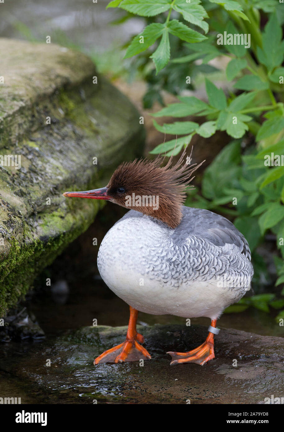 Cinese, Merganser Mergus squamatus, singolo femmina adulta permanente sulla roccia. Specie in via di estinzione. Captive. Presa di marzo. Arundel, West Sussex, Regno Unito. Foto Stock