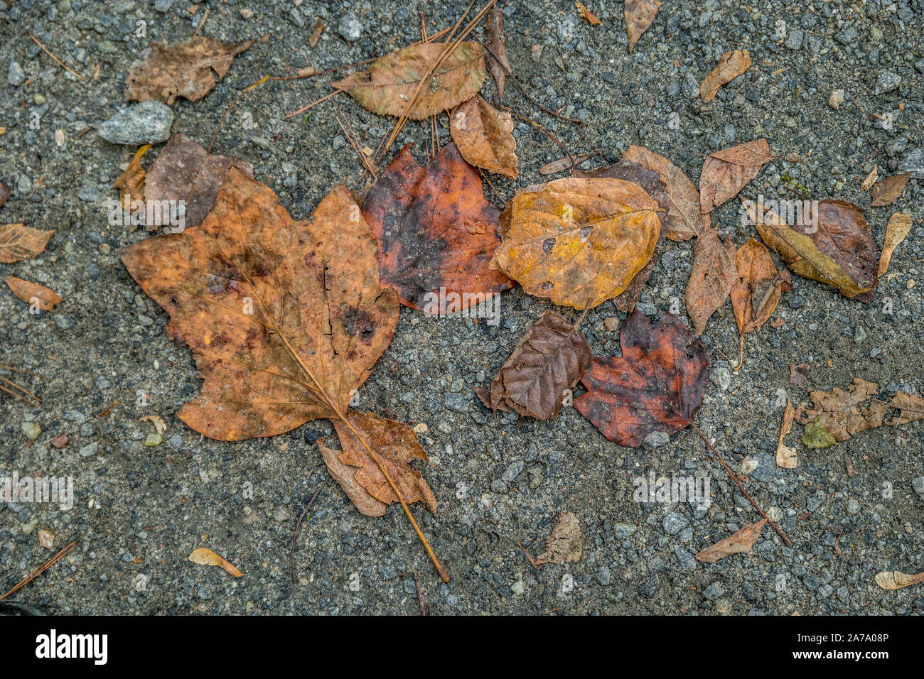 Varietà di foglie di autunno giacente schiacciato sull'asfalto caduti dagli alberi del parco in una giornata di sole in autunno Foto Stock