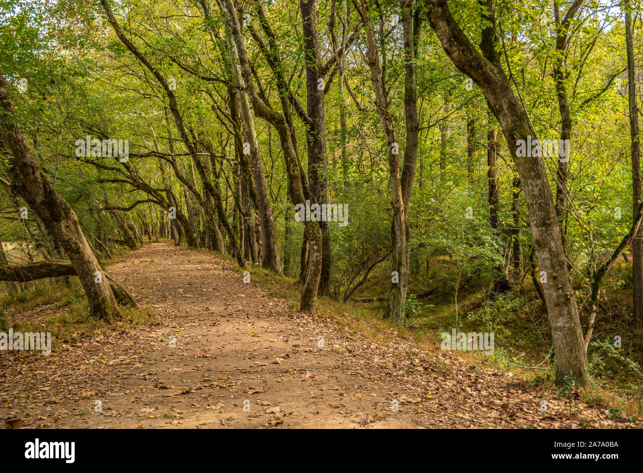 Un hidden Sentiero escursionistico attraverso gli alberi con i raggi del sole illuminano in background e foglie cadute a terra in autunno Foto Stock