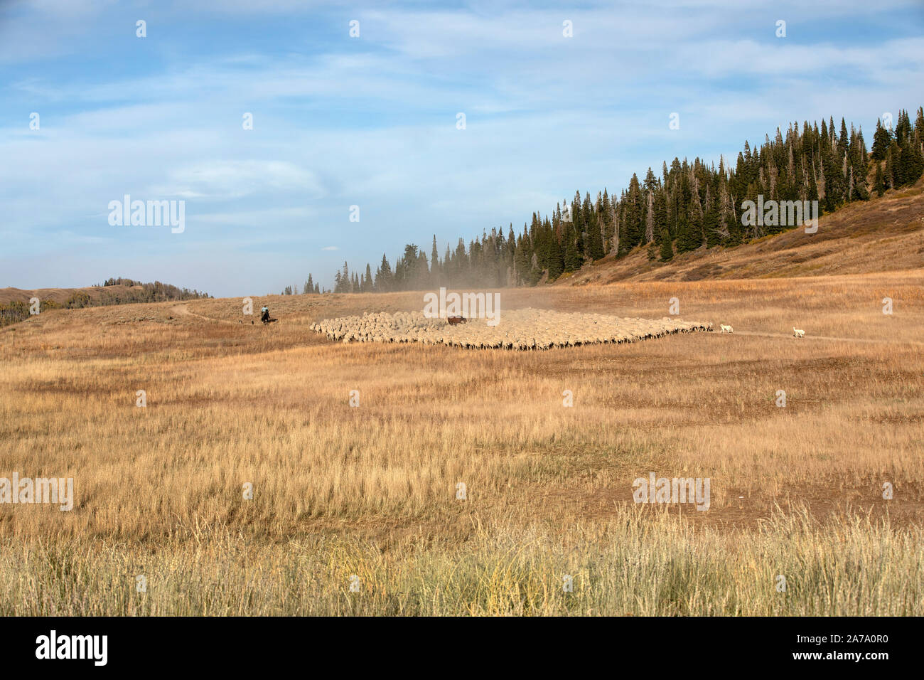 Allevamento di pecore di alta gamma della montagna cavallo cani. Pecore herder su cavalli, cani e grande mandria d'estate mountain range. Roundup bellissimi prati alpini. Foto Stock