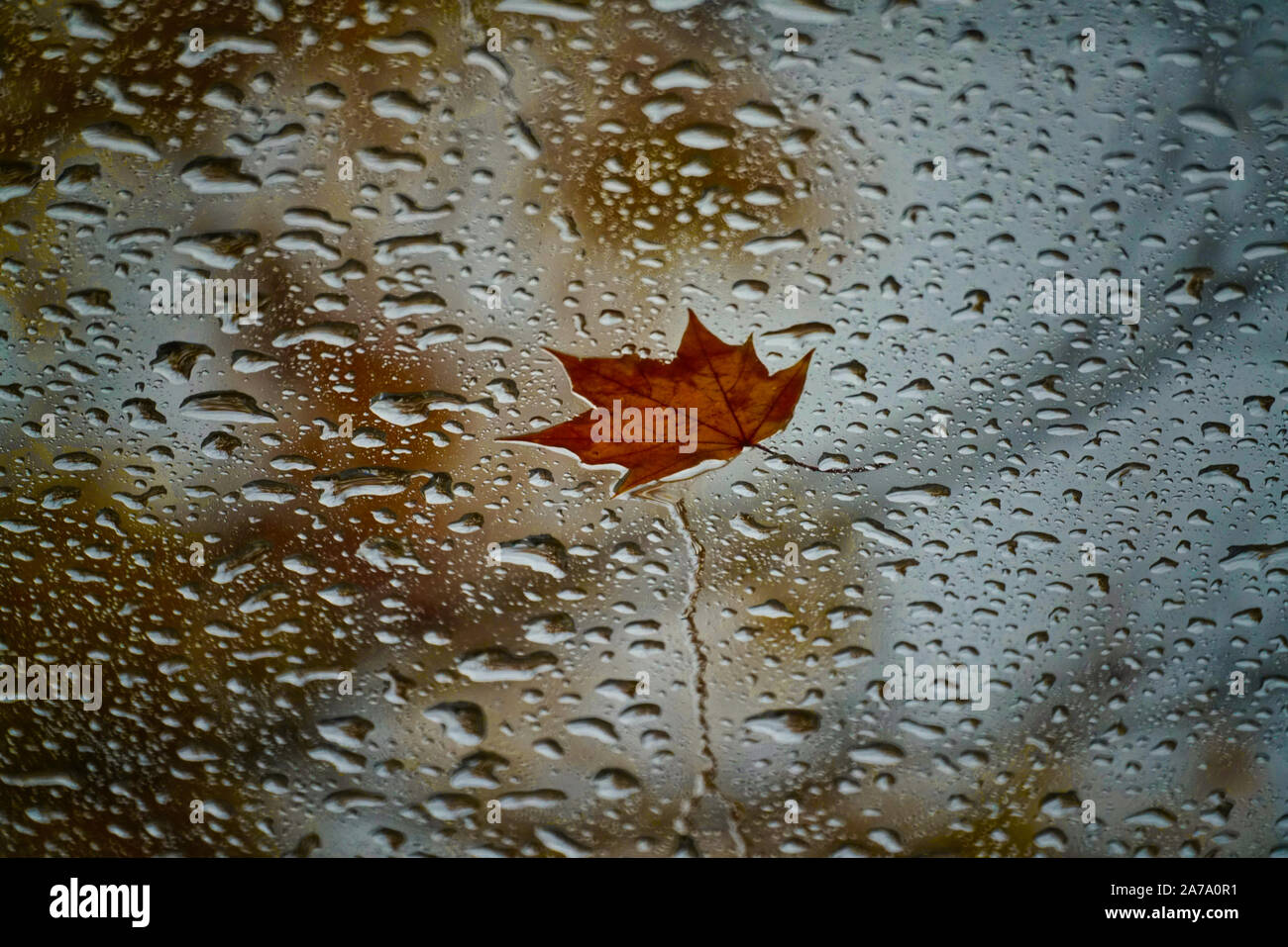 Montréal, Québec, Canada,Ottobre 23,2019.fogliame di autunno durante una tempesta di pioggia a Montreal, Quebec, Canada.Credit:Mario Beauregard/Alamy News Foto Stock