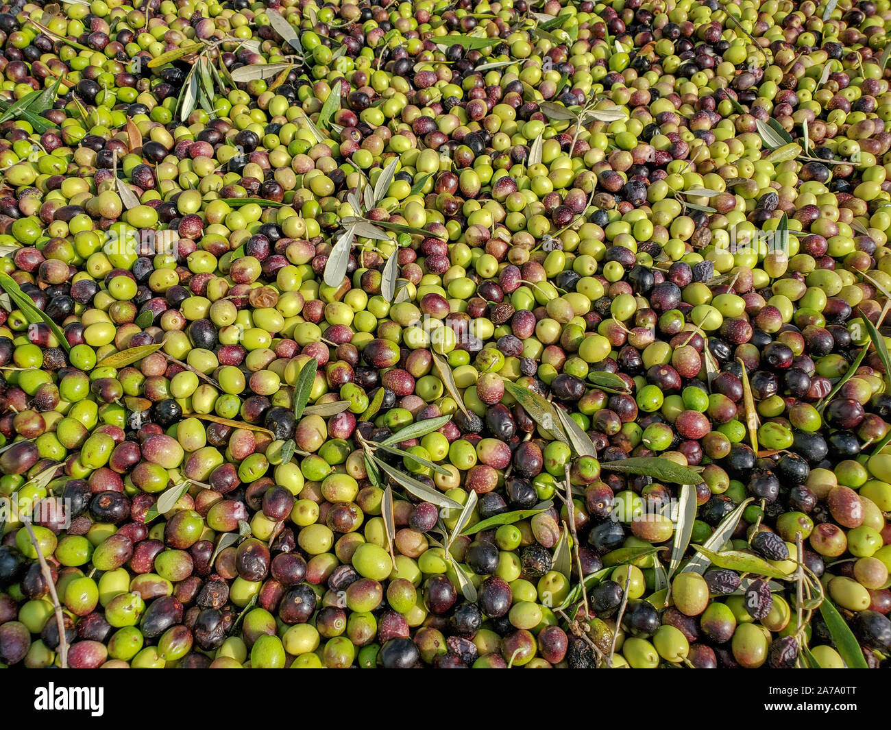 Stagionale di olive italiane composizione, prodotto genuino ingrediente,pattern texture Foto Stock