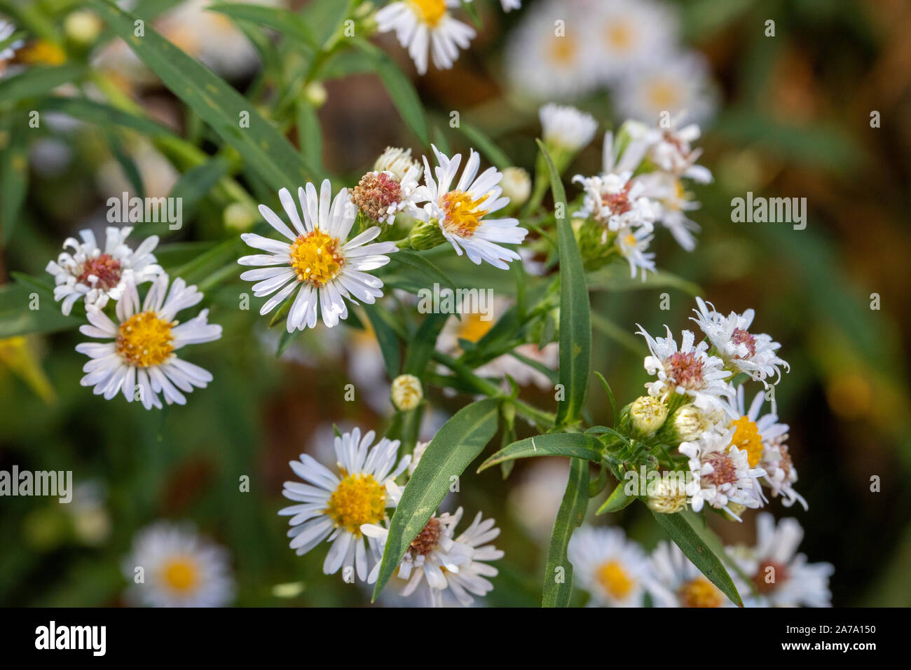 Panicled aster Foto Stock