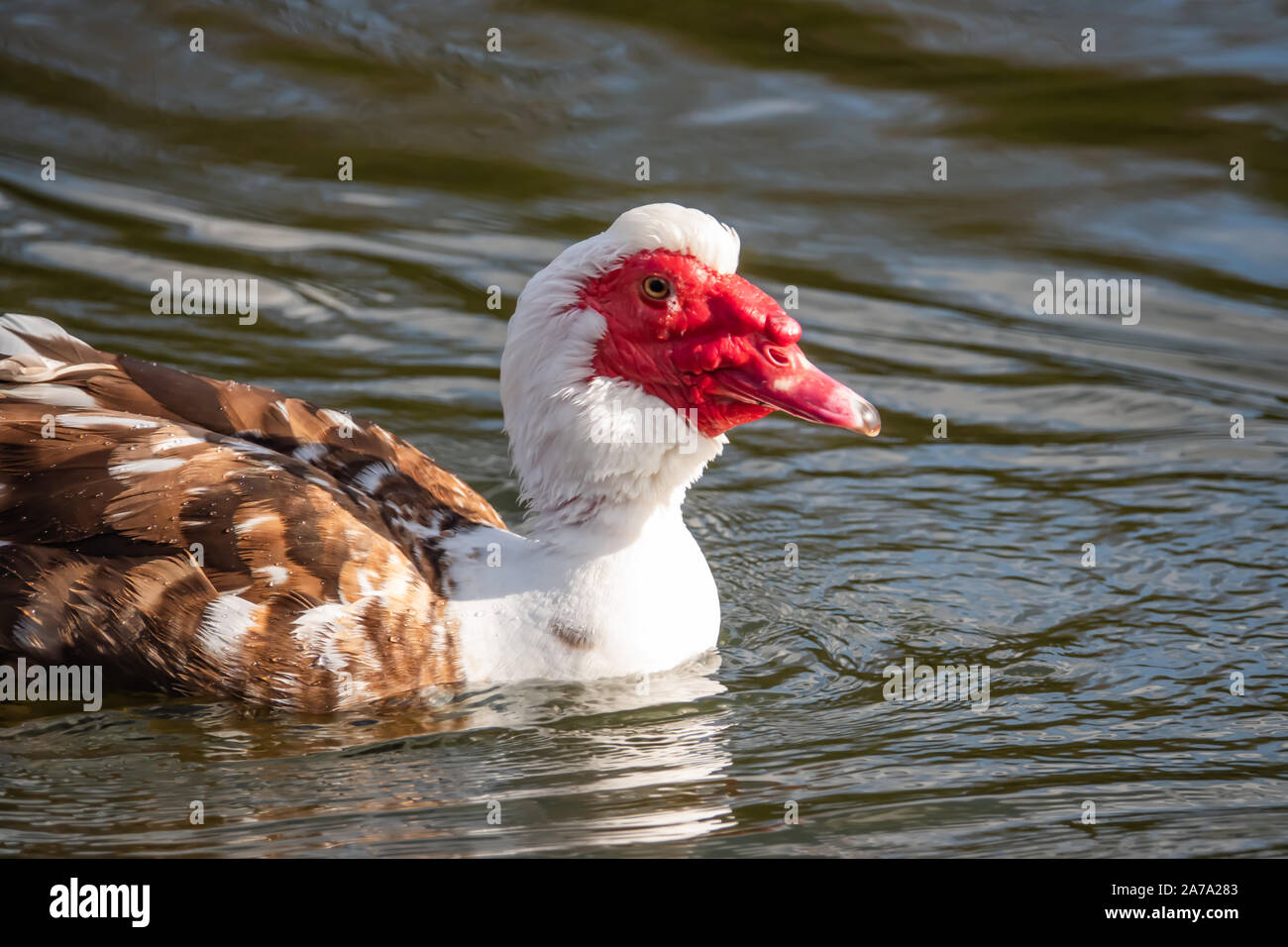 White anatra muta in stagno in inverno Foto Stock