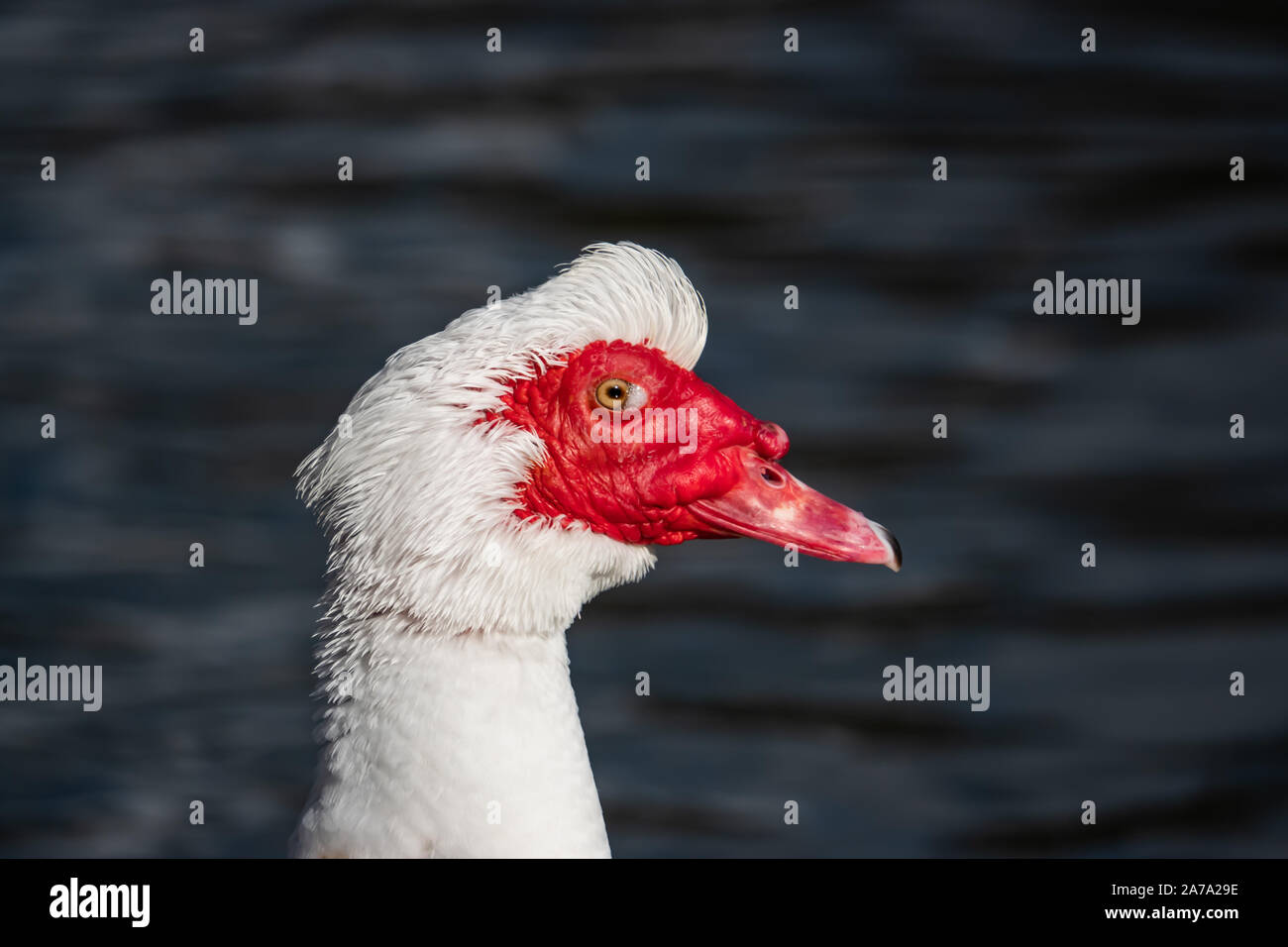 White anatra muta in stagno in inverno Foto Stock