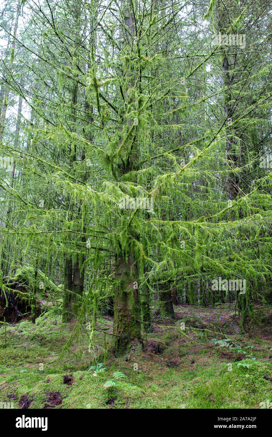 Alberi di pino coperte di muschio sospesi nel bosco lungo accanto a Kennick masterizzare, Dumfries and Galloway, Scozia Foto Stock