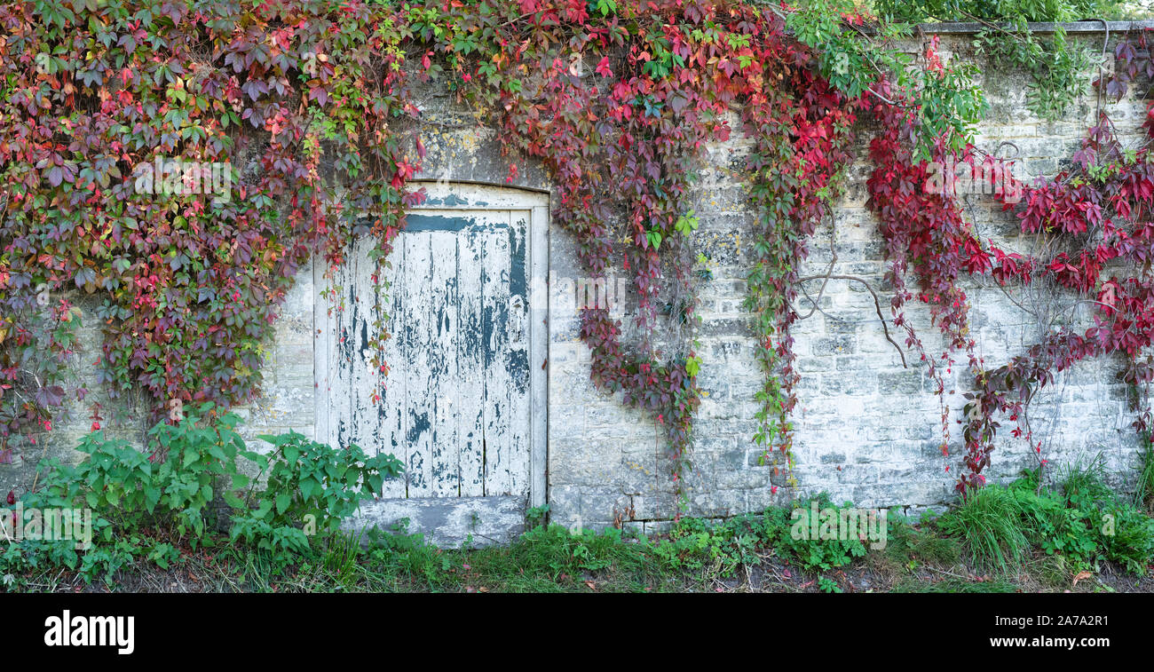 La vecchia porta entro una parete circondata da Parthenocissus tricuspidata, Boston Ivy / superriduttore giapponesi in autunno. Cotswolds, Sherborne, Gloucestershire, Regno Unito Foto Stock