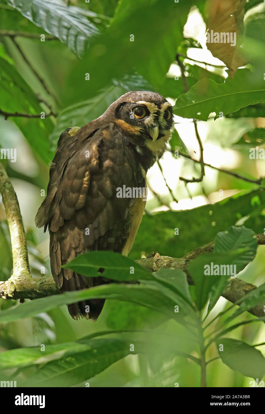 Spectacled Owl (Pulsatrix perspicillata) adulto appollaiato sul ramo del fiume Chargres, Panama Novembre Foto Stock