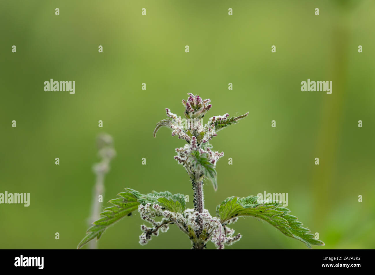 Fiori di ortica in fiore in primavera Foto Stock
