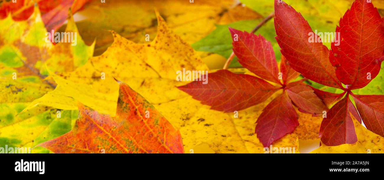 Autunno sfondo leafes Foto Stock