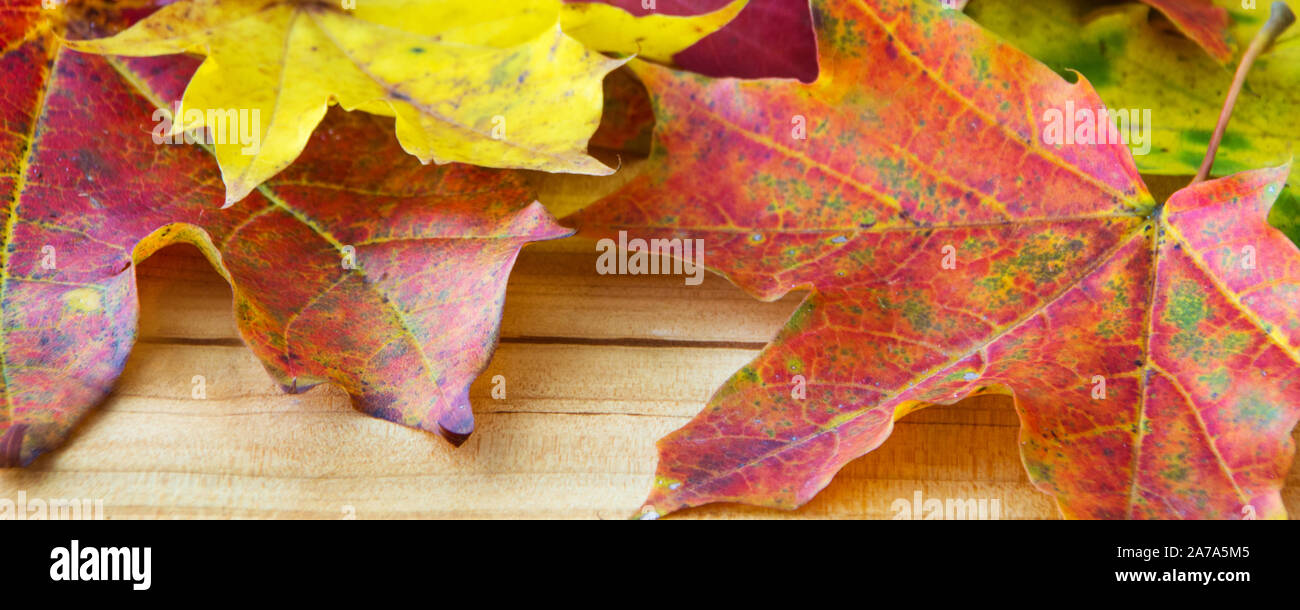 Colorato Foglie di autunno come sfondo Foto Stock