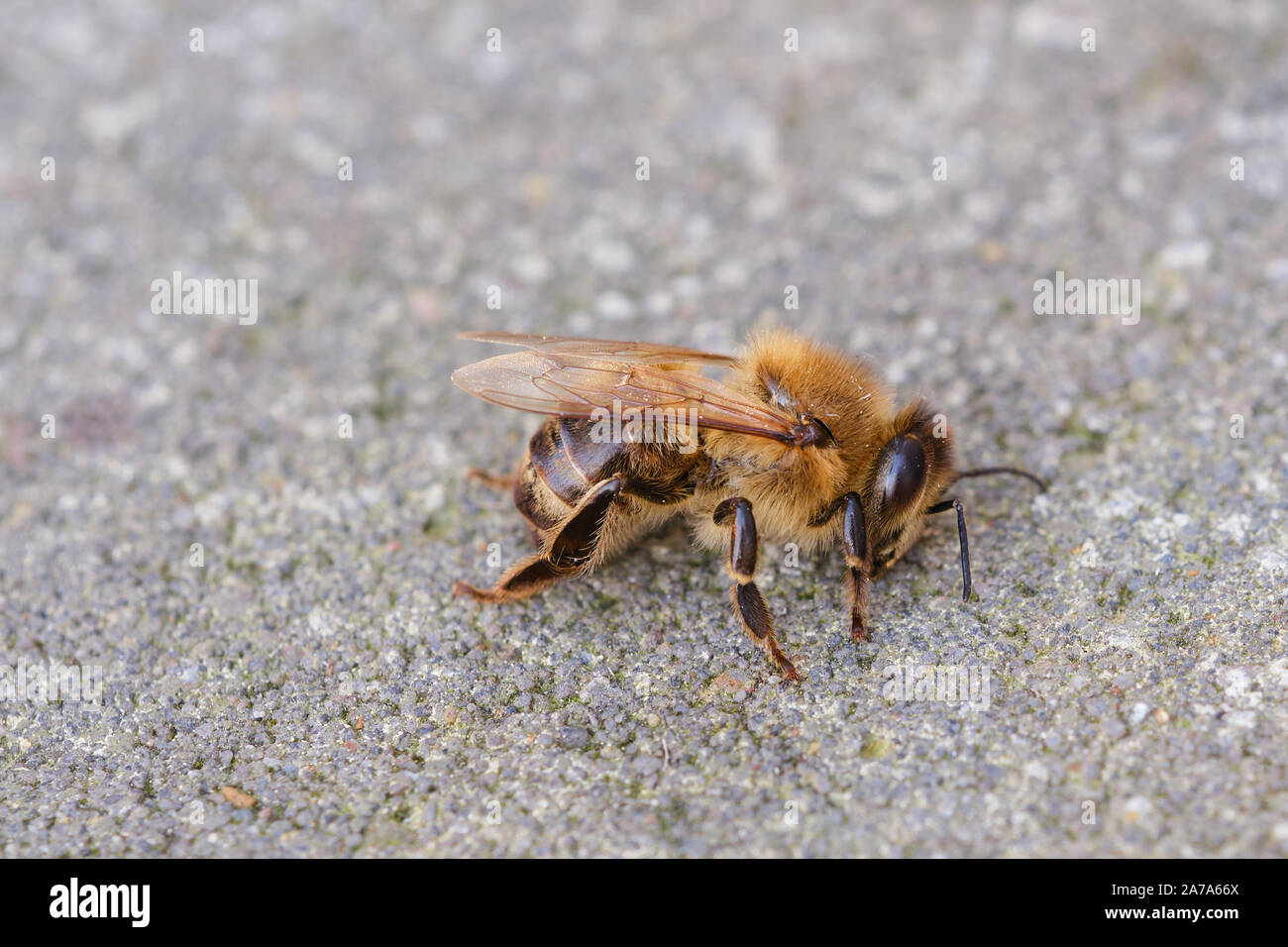 Macro foto a colori di un ape morto sul terreno Foto Stock