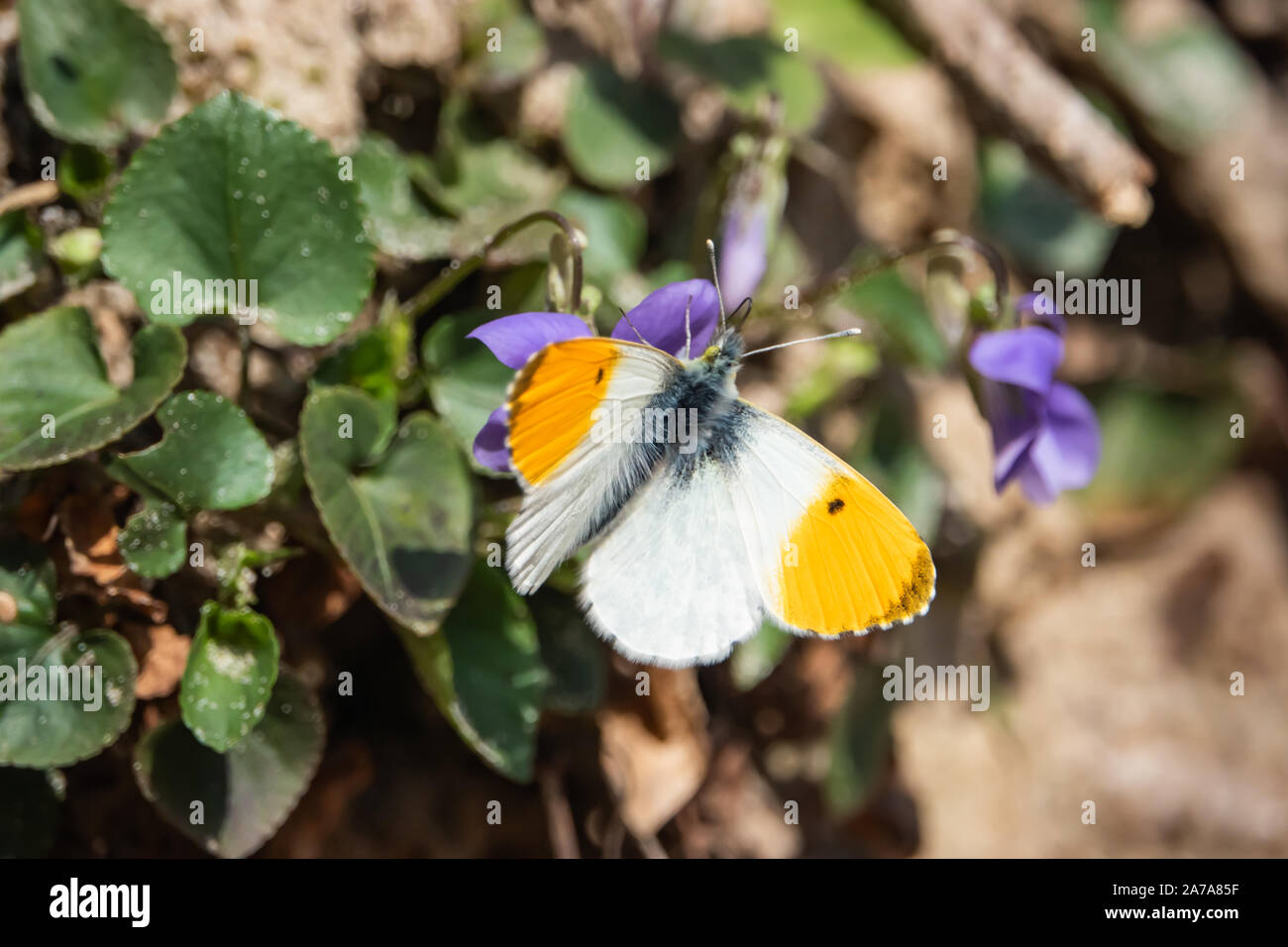 Orangetip farfalla sulla violetta fiore in primavera Foto Stock
