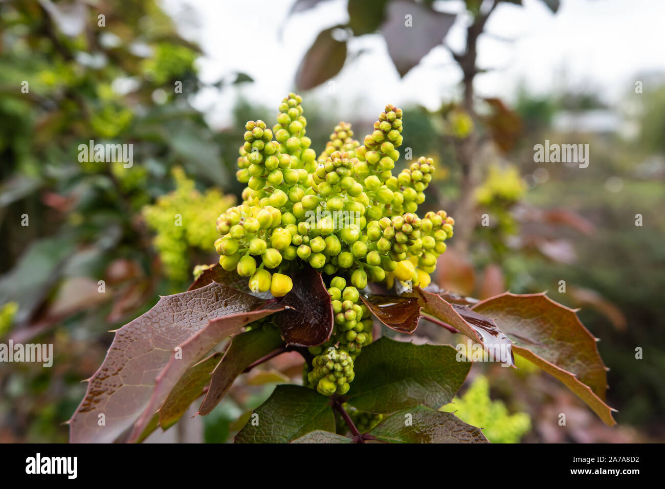 Uva di Oregon boccioli di fiori in inverno Foto Stock