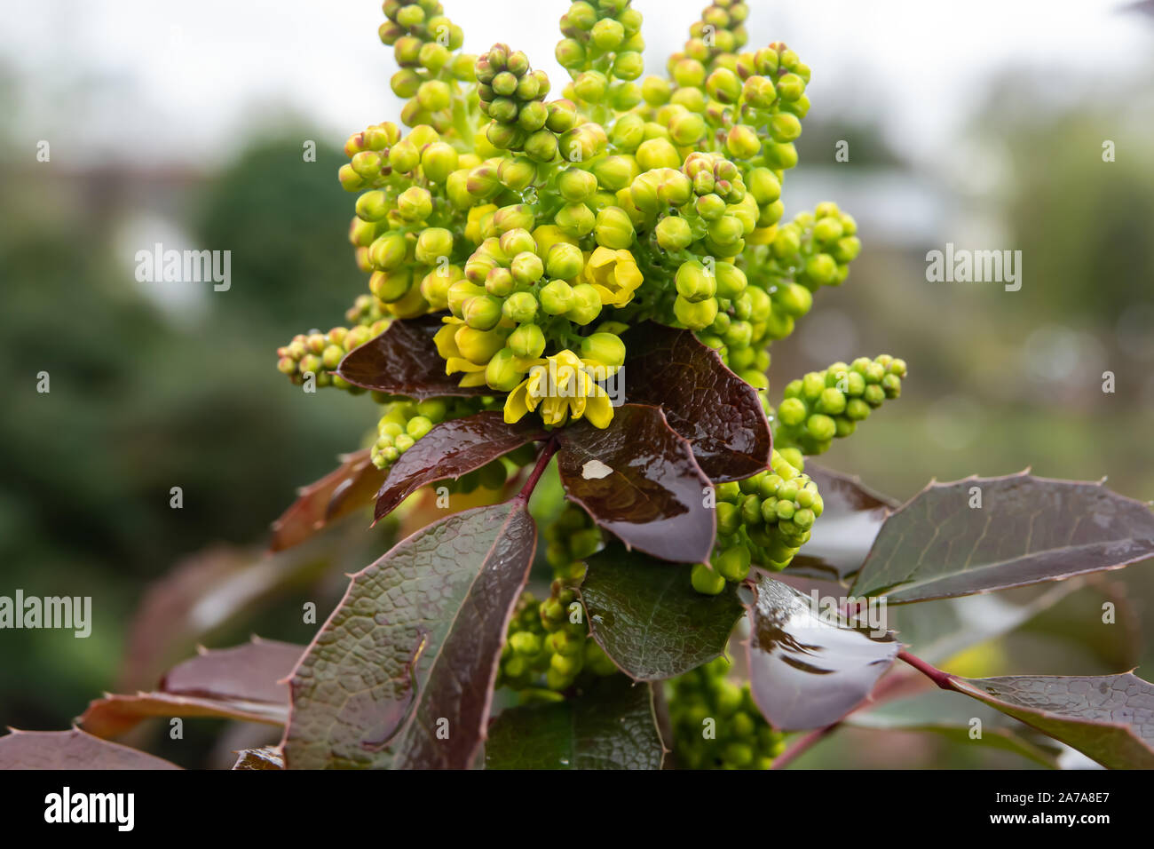 Uva di Oregon boccioli di fiori in inverno Foto Stock