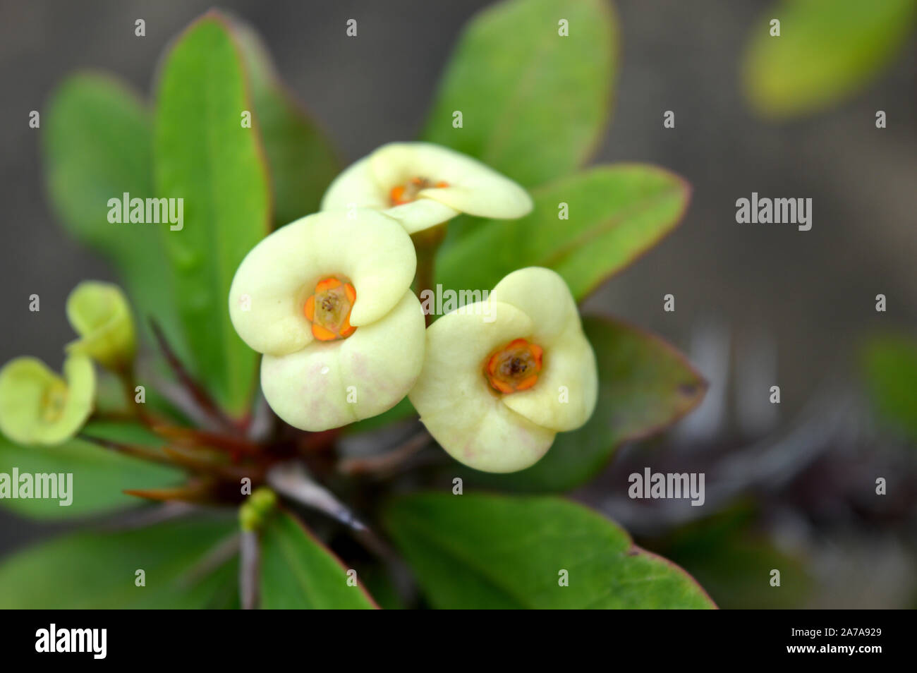 fiore bianco Foto Stock