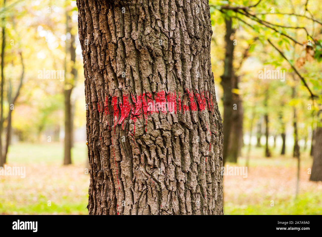 Indicazioni sugli alberi verniciato vernice rossa. Segno di vernice rossa sulla corteccia di un albero malato. Foto Stock