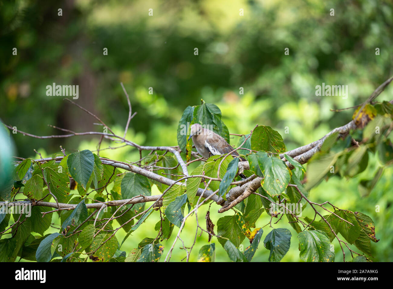 le colombe di ala bianca si posano in un albero Foto Stock