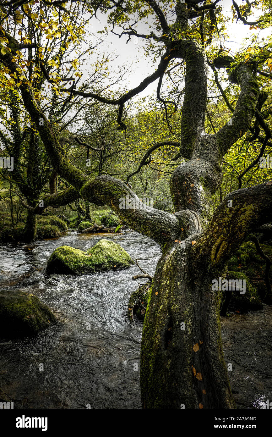 Un vecchio nodose Faggio Fagus sylvatica piegandovi sopra il fiume Fowey come fluisce attraverso il bosco antico di legno Draynes a Golitha Falls in cor Foto Stock